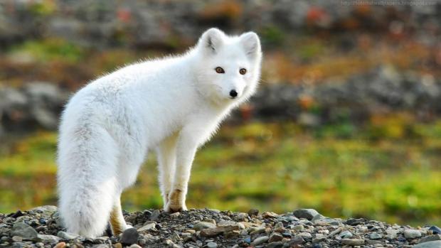 Renard arctique au pelage d’hiver