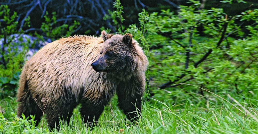 Grizzly Bears Habitat
