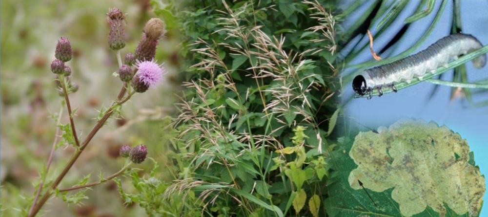 Invasive alien species | Environment and Climate Change